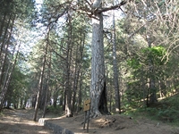 ppinazzu-20110828 002